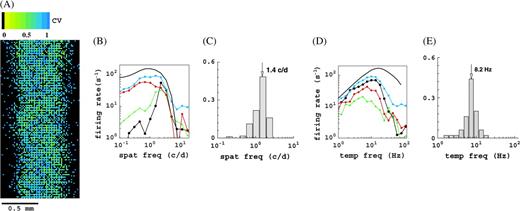 Select classical response properties of the M0 version of the model, other configurations yield similar results. (A) Spatial distribution of orientation selectivity, expressed in the CV (color coded), for cells within the white rectangle in Figure 1. Black pixels are cells that do not show sufficient response for this monocular stimulation. (B) Spatial frequency tuning curves for select M0 cells. Thick black curve refers to the LGN cells, which are all identical in this respect. (C) Distribution of preferred spatial frequencies for the M0 cells. (D) Temporal frequency tuning curves of some M0 cells. Thick black curves refer to the LGN cells, which are all identical in this respect. (E) Distribution of preferred temporal frequencies for the M0 cells. Histograms show fraction of cells, and the arrow indicates mean value.
