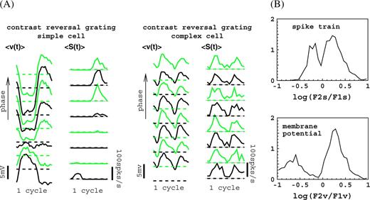 Response modulations in the model for (large) standing grating (contrast reversal) stimuli with the average optimal spatial and temporal frequency of the cortical cells. (A) Response waveforms for a simple and a complex cell with preferred orientation, optimal spatial and temporal frequencies, close to the grating values, for a number of different spatial phases ψ. (B) Distributions (normalized to unity) of the phase-averaged F2s/F1s ratio for spike train (top) and F2v/F1v for membrane potential (bottom) responses to a contrast reversal grating at the preferred orientation. Sample contained 1200 cells. For sample selection and additional details, see Supplementary Materials.