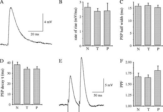 Baseline synaptic transmission and paired-pulse facilitation are not modified during and immediately after OD learning. (A) Example traces of standard PSPs evoked in a cell by stimulation of the Schaffer collaterals pathway (Vm = −70 mV). (B–D) Baseline synaptic transmission is not modified during days 5–7 of OD training. The averaged rate of rise, half width and time constant of decay of the single PSPs were similar for the three groups. (E) A typical response to pairs of stimuli applied at 0.1 Hz with an ISI of 50 ms. PPF was determined by calculating the ratio between the amplitudes of the second and first PSPs (PSP2/PSP1), in 10 consecutive responses, digitally averaged. (F) PPF is not modified during days 5–7 of OD training. Data were taken from five trained, five pseudo-trained and five naive rats. Thirteen neurons from naive rats, 19 neurons for trained rats and 15 neurons form pseudo-trained rats were recorded. Values represent mean ± SE.