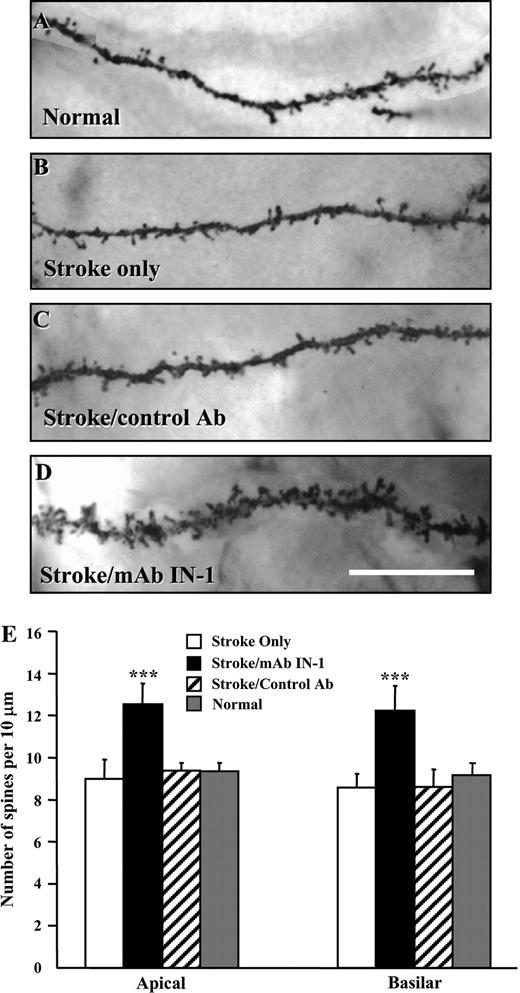 Increased spine density of layer V contralesional motor cortex neurons in stroke/mAb IN-1-treated rats. (A–D) Representative photomicrographs of dendritic spines from layer V pyramidal neurons in the forelimb motor cortex respective of treatment condition, i.e. normal (A), stroke only (B), stroke/control Ab (C), and stroke/mAb IN-1 (D). Note the increased spine density in stroke/mAb IN-1 animals and their apparently different morphology, i.e. many multi-headed spines when compared with controls. Scale bar equals 10 μm. (E) Quantification of basilar and apical spine density from a terminal branch segment showing the mean of seven branch segments per animal for each treatment group: stroke only (n =6), stroke/control Ab (n = 5), stroke/mAb IN-1 (n = 6) and normal (n = 4). All data are represented as mean ± SEM. ***P < 0.001 (one-way ANOVA, Newman–Keuls test for post hoc comparison). All data shown (A–E) are from 6 weeks after stroke.