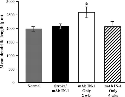 Lasting increased dendritic plasticity is specific to the contralesional motor cortex after stroke/mAb IN-1. Quantification of total dendritic length from layers II/III neurons in the occipital cortex showing the mean of five neurons per animal for each treatment group: stroke/mAb IN-1 (six-week survival; n = 6), normal (n = 5), mAb IN-1 only (two-week survival; n = 5) and mAb IN-1 only (six-week survival; n = 3). No significant difference is shown in occipital neuron total dendritic length between the stroke/mAb IN-1 group, normal animals and animals treated with mAb IN-1only at 6 weeks survival (P > 0.05, Fig. 5). However, total dendritic length was significantly enhanced in animals treated with mAb IN-1 only at two-week survival, indicating a transient response of occipital neurons to treatment with mAb IN-1(P < 0.05). All data are represented as mean ± SEM. *P < 0.05 (one-way ANOVA, Newman–Keuls test for post hoc comparison).