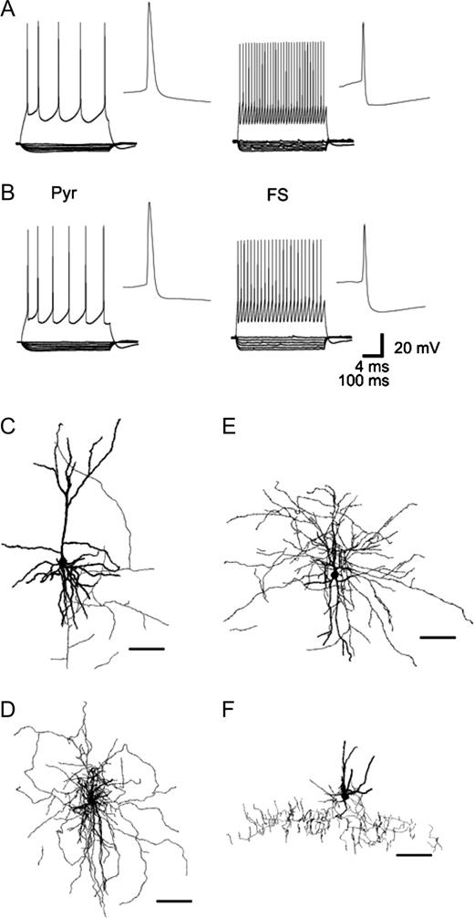 Electrophysiological and morphological properties of pyramidal cells and FS interneurons in rat and monkey PFC. In slices from both rat (A) and monkey PFC (B), depolarizing current injections (60 pA above spike threshold) evoked firing with prominent spike frequency adaptation in pyramidal cells (Pyr) but non-adapting firing in FS interneurons. APs in pyramidal cells had larger amplitude and longer duration than in FS interneurons. In pyramidal cells, the AHP is smaller than in FS interneurons. FS interneurons had significantly higher input resistance than pyramidal cells, as indicated by the response to hyperpolarizing current steps (10–50 pA). (C–F) Confocal microscope reconstructions of pyramidal cells and FS interneurons filled with fluorescent Alexa dyes during recording. In addition to a pyramidal cell (C), depicted are the morphological features of a local arbor cell (rat) (D), medium arbor cell (monkey) (E) and a chandelier neuron (rat) (F) (scale bar 100 μm).