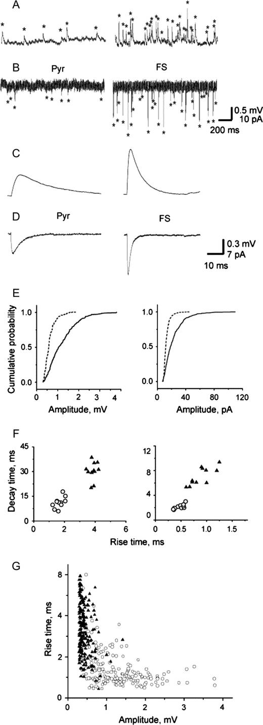 Properties of mEPSPs and mEPSCs in pyramidal cells and FS interneurons. Series of mEPSPs (A) and mEPSCs (B) recorded from pyramidal cells (Pyr) and FS interneurons from rat PFC. The average mEPSPs (C) and mEPSCs (D) show that miniature synaptic events had larger amplitude and faster time course in FS interneurons than in pyramidal cells. (E) Cumulative frequency distribution histogram of mEPSPs (left) and mEPSCs (right) amplitude (200 events per cell) in a pyramidal cell (dashed line) and a FS interneuron (solid line) representative of the populations of pyramidal cells and FS interneurons. The amplitude is shifted towards larger values in FS interneurons compared to pyramidal cells for both mEPSPs (K-S Z = 4.6, P < 0.001) and mEPSCs (K-S Z = 7.7, P < 0.001). (F) Plot of mEPSPs (left) and mEPSCs (right) decay time against rise time in FS interneurons (open circles) and pyramidal cells (filled triangles). (G) Graphs of mEPSP amplitude against 10–90% rise time revealed that despite a large degree of overlap in the distributions, a group of fast and large amplitude events was present in FS interneurons (open circles) but absent in pyramidal cells (filled triangles). A weak negative correlation between amplitude and 10–90% rise time was observed in pyramidal cells and FS interneurons (−0.26, P < 0.01 and −0.43, P < 0.01 for these representative examples).