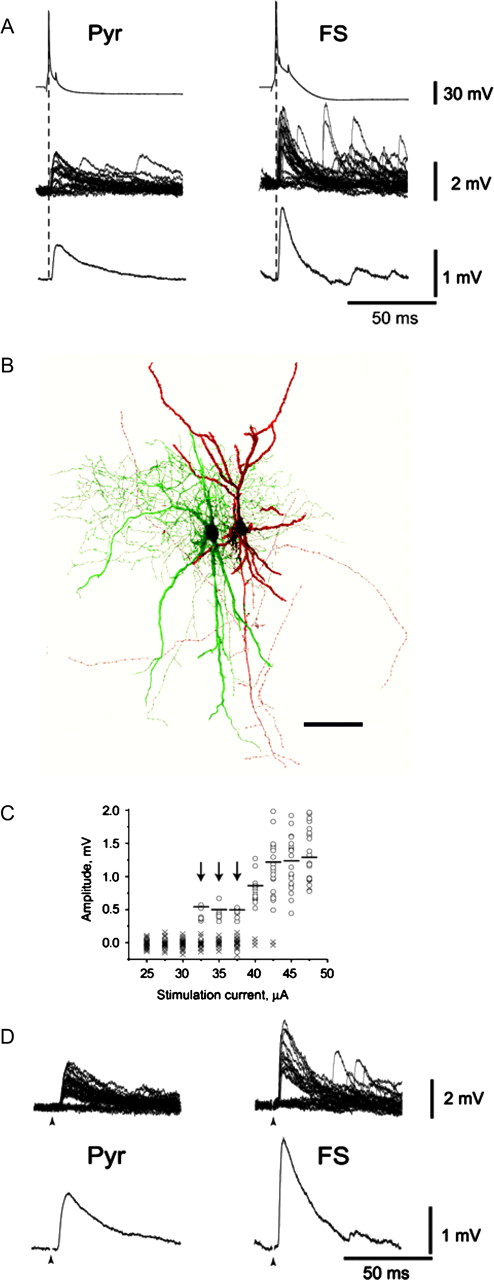 Properties of EPSPs evoked by stimulation of single axons. (A) EPSPs recorded in connected pairs were larger in amplitude and faster in time course in FS interneurons compared to pyramidal cells (Pyr) from rat PFC. (B) Confocal microscope reconstruction of a connected pair of pyramidal cell (red) and FS interneuron (interneuron with long horizontal arbors, green) filled with fluorescent dyes Alexa 568 and 488 during recording in rat PFC (scale bar 100 μm). (C) The amplitude of EPSPs evoked by stimulation from the border of white matter/layer 6 was plotted against stimulation current intensity. EPSPs were considered to result from minimal (single-axon) stimulation when displaying stable amplitude and failure rate, as observed in the 32.5–37.5 μA stimulation current range (arrows) in the representative example of a pyramidal cell in rat PFC (open circles represent responses, crosses represent failures). (D) EPSPs evoked by minimal stimulation had larger amplitude and faster time course in FS interneurons compared to pyramidal cells. Stimulus artifact (arrowhead) is truncated.