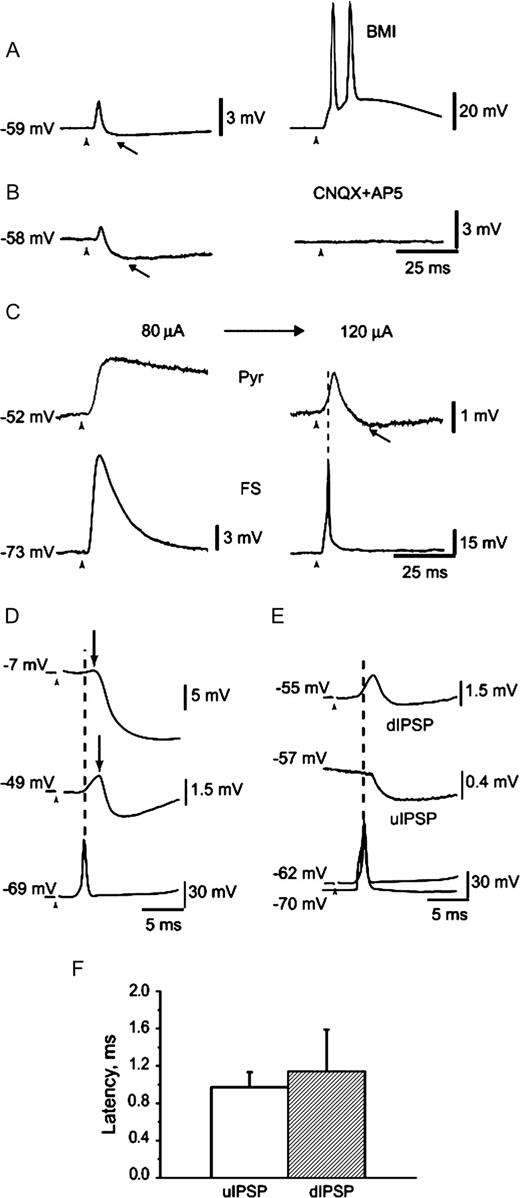 Properties of disynaptic inhibitory responses in pyramidal cells and suprathreshold stimulation of FS interneurons. (A) Relatively high stimulus intensities evoked in pyramidal cells an EPSP–IPSP sequence. The dIPSP (arrow) was abolished by application of the GABAA receptor antagonist BMI. [Stimulus artifact (arrowhead) is truncated.] (B) The disynaptic nature of the IPSP was indicated by its elimination after application of the glutamate receptor antagonists CNQX and AP5. (C) Low-intensity stimulation evoked subthreshold EPSPs in both cells of a simultaneously recorded pair of FS cell and pyramidal neuron (note that the decay time of the pyramidal cell EPSP is strongly voltage-sensitive and that the EPSP in the pyramidal cell is much slower when compared to the values obtained at resting membrane potential; cf. Table 3). An increase in stimulation current evoked an EPSP–IPSP sequence in the pyramidal cell and simultaneous spiking in the FS interneuron. Note that the spike in the FS cell precedes the onset of the IPSP in the pyramidal neuron. (D) The latency of dIPSP measured from the stimulus artifact to the onset of dIPSP, decreased when pyramidal cells were depolarized close to the level of monosynaptic EPSP reversal potential (arrows show the dIPSP onset). Note that the spike peak in FS interneuron still precedes dIPSP onset. (E) In the representative example from rat PFC uIPSP and dIPSP in the pyramidal cell were recorded in consecutive experiments. APs in the FS interneuron are superimposed. (F) The latency of the uIPSP obtained from connected pairs of FS interneurons–pyramidal cells from rat and monkey (empty column, n = 8) was similar to the latency of the dIPSPs (hatched column, n = 7).