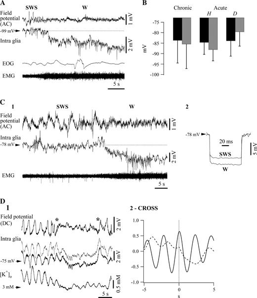 Glial hyperpolarization in chronically implanted animals during natural transitions between slow-wave sleep (SWS) and wakefulness (W). (A) Intraglial, AC field potential, electrooculogram (EOG) and electromyogram (EMG) during spontaneous activation. Awakening is marked by suppression of ample slow waves, eye opening (two deflections) and increased EMG amplitude. In parallel, the intracellular recording displays a sustained hyperpolarization. (B) Average Vms before (black) and after (gray) EEG activation. Separate analyses for chronic and acute preparations. Results from acute preparations are separated according to whether activation produced glial hyperpolarization (H) or depolarization (D). (C) Another intraglial recording during transition from sleep to wakefulness (1) and average resistance test (2, n = 10). (D1) Simultaneous recording of a glia and of the extracellular K+ concentration ([K+]o) during a brief period of spontaneous activation (between asterisks). The glial Vm is shown referenced to the muscle electrode (black trace) and rereferenced to the extracellular field potential electrode (gray trace). Note simultaneous glial hyperpolarization and [K+]o decrease. At the same time, the DC field potential measured at close distance evolves toward a positive value. (D2) Cross-correlations between intraglial potentials and [K+]o performed over two 30 s periods during SWS (continuous line) and W (broken line).