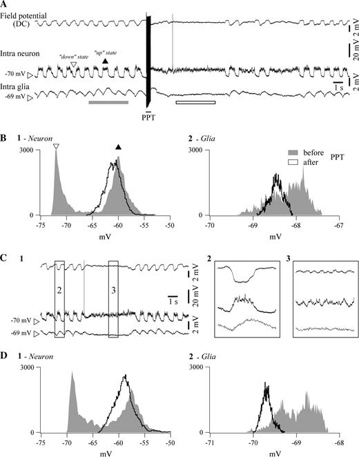 Comparison between electrically elicited and spontaneously occurring activation in a pair of simultaneously impaled neuron and glia in a cat under ketamine–xylazine anesthesia. (A) Sequence of slow (<1 Hz) oscillation, PPT activation and return to slow oscillation. Depolarizing phases of the slow oscillation are indicated with a black arrowhead (up state), while hyperpolarizing phases are marked with an empty arrowhead (down state). After activation, the sustained neuronal depolarization is accompanied by glial hyperpolarization and the DC field potential assumes rather positive values. (B) Histograms of neuronal (panel 1) and glial (panel 2) Vm during the slow oscillation (in gray) and during activation (black trace). Histograms were calculated over the respective underlined epochs in (A). They illustrate the incidence of different values of Vm, sampled at 20 kHz, over periods indicated by the bar below the traces. Note the bimodal histograms during sleep (up states correspond to the black arrowhead, down states to the empty arrowhead) and the unimodal histogram after activation, as well as the opposite evolution of glial and neuronal Vm (glia hyperpolarizes, neuron depolarizes). C1, Similar pattern of activity in the same double intracellular recording during a period of spontaneous activation of the EEG. Periods within squares are expanded at right (panels 2 and 3). D, Histograms from equivalent time periods before and after activation.