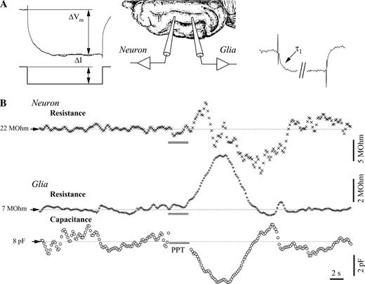 Membrane resistance and capacitance during PPT activation in a simultaneously impaled neuron–glia pair. (A) Measurement principle: hyperpolarizing pulses of fixed intensity (ΔI) were delivered at high rate (5 Hz) in both cells. The voltage deflection after the reaching of the plateau (ΔVm) served to the calculation of both resistances. Additionally, the charging curve of the glial response produced the time constant of the glia membrane (τ1) and, further, the glial membrane capacitance. (B) Dynamic evolution of the neuronal membrane resistance and of the glial membrane resistance and capacitance. The point of stimulation of the PPT is shown by the horizontal gray bar. Note the increase–decrease sequence in the neuronal resistance recording and the increased membrane resistance in glia, in parallel with decreased capacitance.