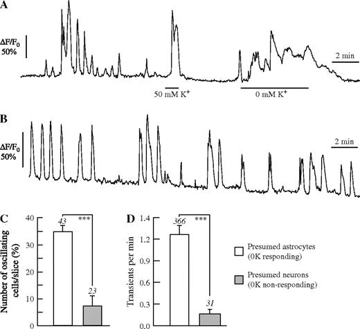 Ca2+ oscillations in acute rat hippocampal slices. (A, B) Identification of astrocyte by Ca2+ signals to 50 mM K+ and to 0 mM K+. (B) Continuous recording of spontaneous Ca2+ signals in a presumed astrocyte for 15 min. The percentage of oscillating cells (C) and the frequency of Ca2+ transients (D) in presumed astrocytes and neurons. The numbers above standard error bars indicate the number of slices (C) or the number of cells (D) analysed. Asterisks indicate level of significance (***P < 0.005).