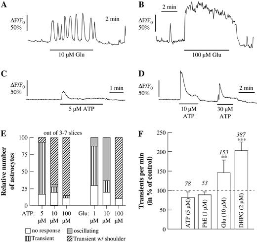 Ca2+ responses to metabotropic receptor agonists in astrocytes. (A–D) Glutamate applied at an intermediate concentration (10 μM; A) evoked Ca2+ oscillations and at higher concentrations (100 μM; B) a sustained Ca2+ response, while ATP evoked single Ca2+ transients without shoulder at lower concentrations (5 μM; C) and with shoulder at higher concentrations (10–30 μM; D). (E) Relative number of cells responding to different concentrations of ATP or glutamate with Ca2+ transients and Ca2+ oscillations. Each column represents the analysis from at least 78 astrocytes responding with a Ca2+ signal to either ATP or glutamate. (F) Frequency of Ca2+ transients as elicited by ATP, phenylephrine (PhE), glutamate (Glu) and DHPG.