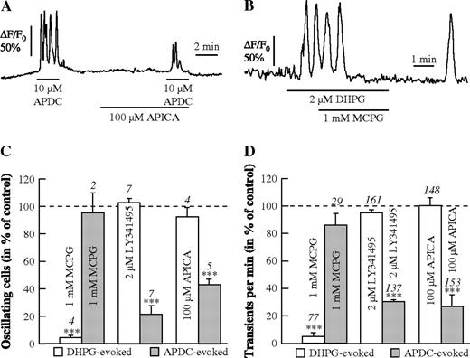 Pharmacological profile of APDC- and DHPG-evoked Ca2+ oscillations. (A, B) Reduction of APDC-evoked Ca2+ oscillations by APICA (100 μM; A) and blockade of DHPG-evoked Ca2+ oscillations by MCPG (1 mM; B). Summary of the DHPG- and APDC-evoked responses with respect to the number of oscillating astrocytes (C) and to the frequency of Ca2+ transients in the oscillating astrocytes (D) in the presence of different antagonists of group I and group II mGluRs.