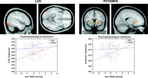 Psychophysiological interaction in session 2. Upper left panels: regions in the lateral occipital complex showing a significant context-dependent covariation with the pre-SMA. This coupling was stronger during invalid as compared with valid blocks, suggesting a modulation of perceptual analysis in blocks with a high proportion of incompatible trials. Results of the random effects analysis are displayed with a threshold of P < 0.001 (uncorrected) on the averaged MNI template brain. Lower left panel: regression of LOC activation (at x = −46, y = −80, z = −8) on pre-SMA activation (at x = 8, y = 14, z = 52) for a representative participant during valid and invalid blocks. Observed data are adjusted for the effects of interest. Strategic control can be seen to augment the contribution of pre-SMA to LOC activation. Upper right panels: regions in the putamen showing a significant context-dependent covariation with the pre-SMA. This coupling was stronger during invalid as compared with valid blocks, suggesting a modulation of motor selection in blocks with a high proportion of incompatible trials. Results of the random effects analysis are displayed with a threshold of P < 0.001 (uncorrected) on the averaged MNI template brain. Lower right panel: Regression of putamen activation (at x = −32, y = 10, z = −4) on pre-SMA activation (at x = 8, y = 14, z = 52) during valid and invalid blocks for the same participant. Observed data are adjusted for the effects of interest. Strategic control can be seen to augment the contribution of pre-SMA to putamen activation.