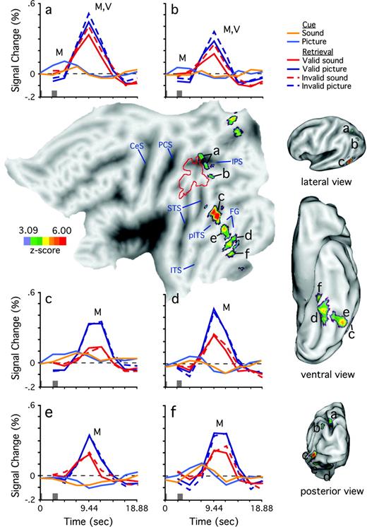 Statistical maps show regions of the left hemisphere that reliably changed activity according to retrieved modality (z-score color scale left center). Sulci are indicated in gray, gyri in white. Regions previously associated with recognition memory are outlined in red (Wheeler and Buckner, 2004). Four different views of the same data projection are shown, a flattened view (center), and lateral, ventral and posterior views. (a) Time courses, in units of percent signal change, for each of six conditions (coded according to legend) from left superior intraparietal region [peak atlas coordinate x = −26, y = −65, z = +36 (Talairach and Tournoux, 1988)]. Stimulus onset in each phase indicated by the gray bars above the x-axis, with cue onset beginning at time 0 s and memory probe onset beginning at time 2.36 s. Time is plotted on the x-axis. (b) Left posterior parietal region (−30, −73, +32). (c) Left anterior occipital sulcus (−45, −62, −9). (d–f) Left fusiform gyrus (d, −29, −50, −17; e, −37, −56, −17; f, −26, −38, −18). M, reliable difference (picture > sound) in response magnitudes during the cue or retrieval phases; V, reliable validity difference (invalid > valid) during retrieval phase. Reference landmarks: CeS, central sulcus; PCS, post-central sulcus; IPS, intraparietal sulcus; STS, superior temporal sulcus; pITS, posterior inferior temporal sulcus; ITS, inferior temporal sulcus; FG, fusiform gyrus.