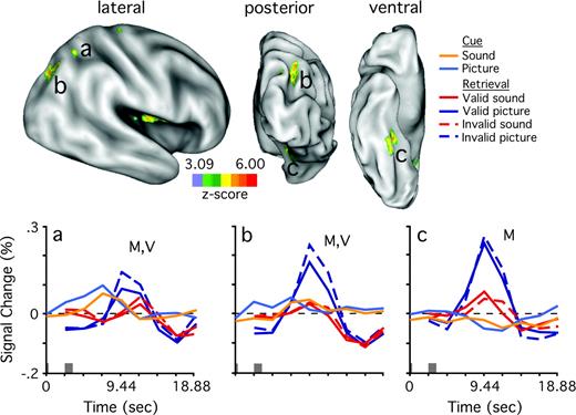 Statistical maps show regions of the right hemisphere that reliably changed activity according to retrieved modality. Format is similar to Figure 2. (a) Time courses for the six conditions of interest from right superior parietal region (peak atlas coordinate x = 26, y = −56, z = 44). (b) Right occipital/parietal region (30, −71, 38). (c) Right fusiform region (30, −39, −15).