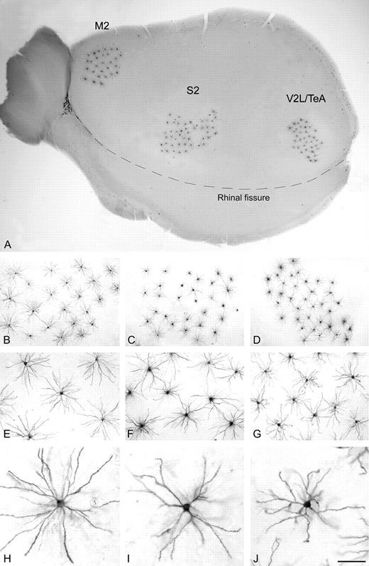 Reconstruction of mouse layer II/III pyramidal cells' basal dendrites. (A) Low-power photomicrograph of the mouse cerebral cortex cut parallel to the cortical surface, showing the regions where cells were injected [approximately corresponding to areas M2, S2 and V2L/TeA of Franklin and Paxinos (1997) respectively]. These neurons were injected in layer II/III with Lucifer Yellow and then processed with a light-stable diaminobenzidine. (B–J) Successive higher magnification photomicrographs showing pyramidal cells basal dendrites in M2 (B, E, H), S2 (C, F, I) and V2L/TeA (D, G, J) regions. Scale bar = 815 μm in A; 350 μm in B–D; 150 μm in E–G; 60 μm in H–J.