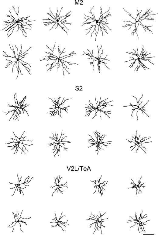 Reconstructed neurons. Schematic drawings of the basal skirt of layer II/III pyramidal neurons, as seen in the plane of section parallel to the cortical surface from M2, S2 and V2L/TeA regions of the mouse cerebral cortex. Illustrated cells had basal dendritic arbors, which approximated the average size for each group. Scale bar = 100 μm.