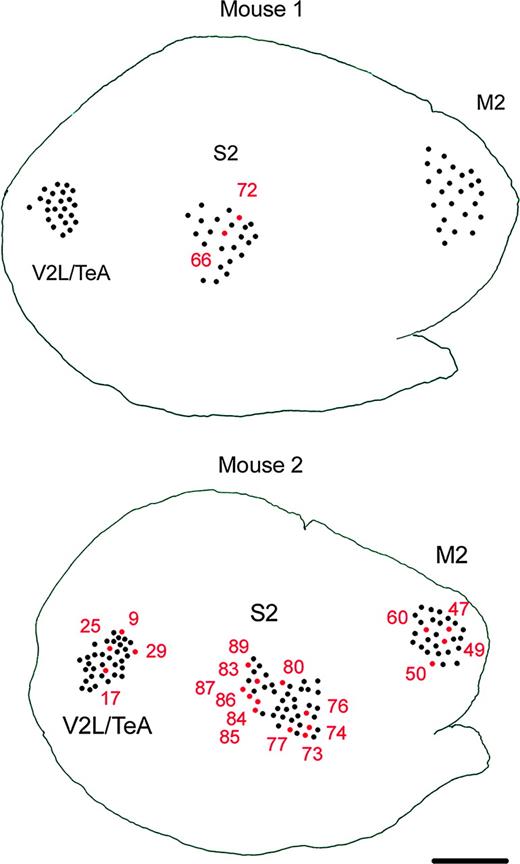 Location of the borderline neurons. Schematic drawing showing the sites of injection in the M2, S2 and V2L/TeA regions of the mouse cortex 1 and 2, as seen in the plane of section parallel to the cortical surface. Numbers indicate the exact position in the cortex of neurons. S2, V2L / TeA and M2 neurons that cluster outside their group and those located in the overlapping areas of the statistical map in Figure 6 are in red. These statistically similar neurons are not located in close proximity in the physical map, making a rostrocaudal gradient of morphologies unlikely. Scale bar = 815 μm.