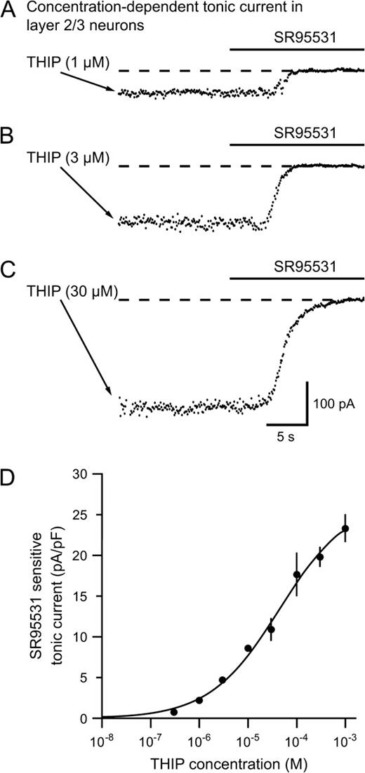THIP induces a concentration dependent tonic current in neocortical layer 2/3 neurons. (A–C) Plots of the holding current in neurons showing SR95531 sensitive tonic currents following increasing concentrations of THIP (1, 3 and 30 μM respectively). (D) Dose–response curve showing the tonic current mediated by increasing bath concentrations of THIP. The EC50 value was 44 μM. Several neurons were tested at each THIP concentration (n = 4–9 neurons per point). At the lower concentrations, the response to THIP was very consistent between neurons.