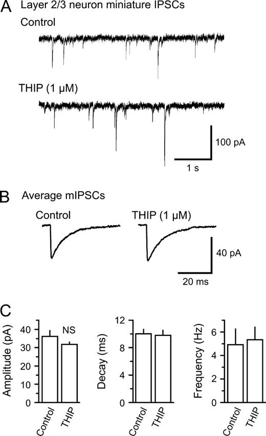 THIP does not affect miniature IPSCs in layer 2/3 neurons. (A) Miniature IPSCs (mIPSCs) recorded in the presence of 1 μM TTX in a layer 2/3 neuron. Following the perfusion of 1 μM THIP, there were only minor changes in the amplitude and frequency of mIPSCs. (B) Average of 100 mIPSCs before and after perfusion of THIP in the same neuron. There were no major changes in the mIPSC waveform. (C) Pooled results of mIPSC properties from layer 2/3 neurons (n = 6). Neither the peak, the amplitude, the weighted decay constant nor the event frequency was significantly altered by THIP (NS: non-significant).