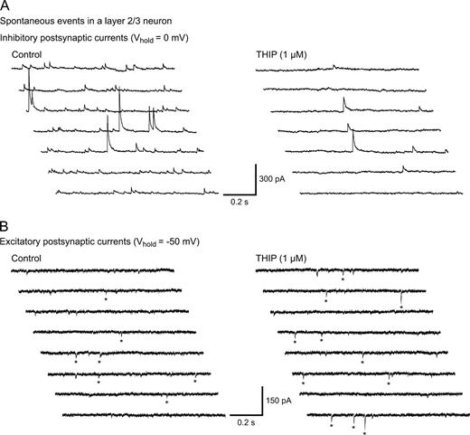 THIP induces opposite changes in sIPSC and sEPSC frequency in layer 2/3 neurons. Multiple sweeps (1 s duration) showing recordings of sIPSCs (A) and sEPSCs (B) in the same neuron. Recordings were performed in a plain Ringer solution using a Cs-gluconate patch solution at the indicated Vhold. The sIPSC frequency decreased while sEPSCs increased upon THIP treatment. For EPSCs, the stars indicate which events the analysis software detected.
