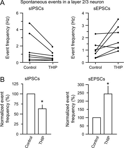 Summary of THIP-induced changes in sIPSCs and sEPSCs. (A) Plots from individual neurons showing changes in sIPSC (left) and sEPSC frequency (right) (n = 7). (B) The normalized event frequency showed a significant reduction in sIPSC frequency (left, by 37%, *P < 0.05), while the sEPSC frequency increased strongly (right, by 144%, *P < 0.05) following THIP application. This could indicate that interneuron firing decreased, with a concomitant increase in pyramidal cell firing.