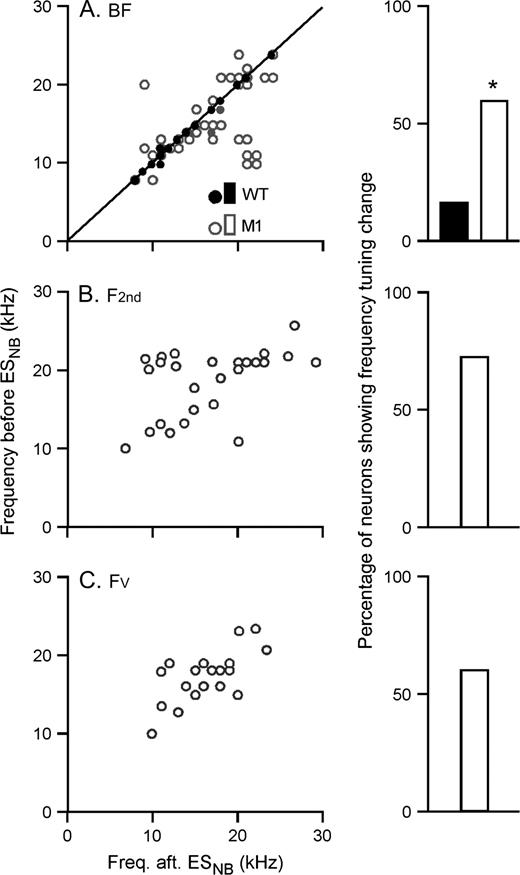 Changes in BF, F2nd, and Fv of cortical neurons following ESNB. The changes in BF (A), F2nd (B), and Fv (C) were illustrated by the function of these values before ESNB against these values after ESNB (left column) and by the percentage of neurons showing changes (right column). WT, wild type; M1, M1 null mutant; Freq., frequency; aft., after; *P < 0.05, as compared with the wild type. The solid line in (A) is an equal-BF line.