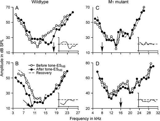 Frequency-tuning curves of 2 wild-type examples (A, B) and 2 M1 mutant examples (C, D) before and after tone–ESNB. The insets are the difference of the frequency-tuning curves after tone–ESNB subtracted by those before tone–ESNB. The x axes in insets are the same as the main axes, and the y axes in insets are from 30 to −30 dB. Arrows indicate the frequency of the paired tone.