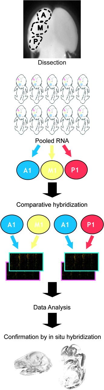 Flowchart schema of the microarray experiment. The schematic represents the steps for an experiment. Dorsal dissections of A, M, and P from each litter were combined to obtain pooled RNA samples, which were consequently used to for comparative hybridizations of A versus M and A versus P on cDNA microarrays. Each comparison was run in duplicate with a dye flip, resulting in a total of 4 slides per litter. The microarray experiment presented used 4 litters for a total of 16 slides.