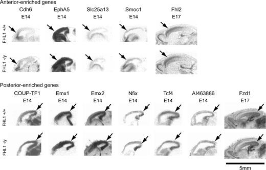 Expression of A-P gradient genes in Fhl1 knockout mice. The images are low-power autoradiographs of sagittal sections. The expression patterns of both known and newly identified genes regionalized along the A-P axis show comparable gradients in the Fhl1 knockout animals compared with their wild-type littermates. Arrows point to the regions of enriched expression in the cortex.