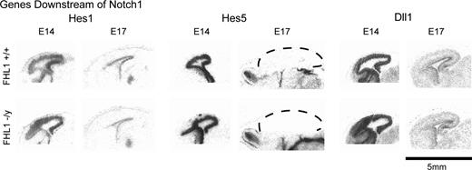 Expression of genes downstream of Notch1 in Fhl1 knockout mice. Low-power autoradiographs of sagittal sections show that the expression patterns and levels of Hes1, Hes5, and Dll1 appear unaltered in the E14 and E17 mice that are deficient in Fhl1. Dashed lines outline the cerebral cortex.