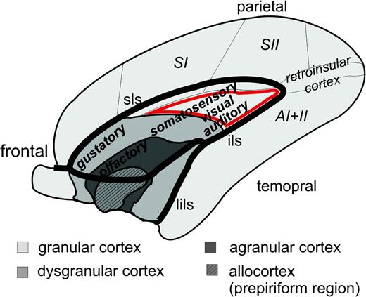 Schematic map of the macaque insula modified after Mesulam and Mufson (1985). AI + AII, primary and secondary auditory cortex; ils, inferior limiting sulcus; lils, lateral branch of the inferior limiting sulcus; sls, superior limiting sulcus; SI + SII, primary and secondary somatosensory cortex.