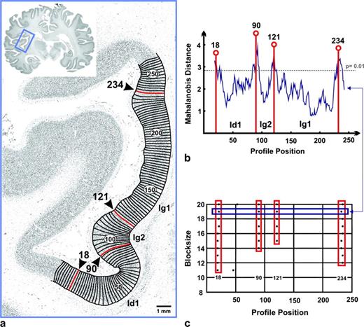 Algorithm-based identification of cortical borders. (a) Curvilinear traverses were computed perpendicular to the cortical layers in the insular cortex. Along those traverses, GLI profiles were extracted for the detection of cortical borders (marked in red, see b and c). (b) Mahalanobis distances between adjacent blocks of GLI profiles were calculated (block size = 19). Significant maxima were detected at positions 18, 90, 121, and 234. (c) The maxima were found at the same positions even if different block sizes (8 ≤ b ≤ 20; block size 19 marked in blue) were used. Only those maxima were accepted as areal borders, which showed the maxima of the Mahalanobis distances for different block sizes (marked in red, compare a–c) at the same position.