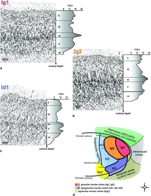 (a) Cytoarchitecture of area Ig1. This granular insular area is characterized by a well-developed layer IV, which is reflected by the corresponding peak in the GLI profile. A broad layer II and a less distinct layer V distinguish Ig1 from adjacent areas. (b) Cytoarchitecture of area Ig2, which also shows a clearly visible layer IV. Ig2 differs from Ig1 by a smaller layer II, a less cell-dense middle part of layer III, and a cell-denser layer V. (c) Cytoarchitecture of area Id1. Layer IV is invaded by pyramidal cells from adjacent layers III and V. This area has, therefore, a dysgranular architecture. Additionally, a less cell-dense layer III distinguishes Id1 from neighboring areas. (d) The flatmap shows the posterior insula, which consists of 2 granular areas Ig1 and Ig2. Both areas are adjacent to the more rostral dysgranular region Id1.