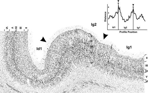 Borders between the insular areas Ig1, Ig2, and Id1. The border between Ig1 and Ig2 is characterized by an increase in cell density particularly in the infragranular layers of Ig2. In Ig2, prominent pyramidal cells in layer IIIc become visible, and the width of layer II decreases. The border between Ig2 and Id1 is characterized by a considerably smaller and less conspicuous layer IV in Id1.