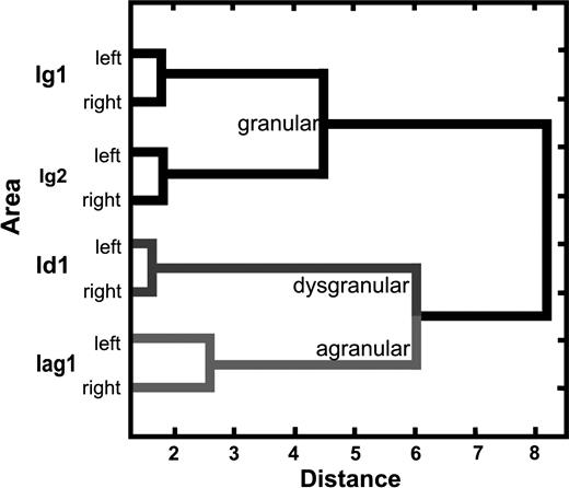 Cluster analysis of mean profiles from areas Ig1, Ig2, Id1, and Iag1. It demonstrates the high differences between areas in contrast to the low distances between sides. The 2 granular areas Ig1 and Ig2 are more similar than the dysgranular and agranular areas.