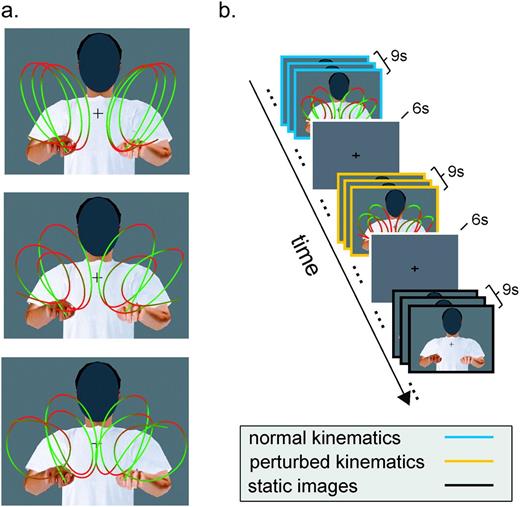 Biological motion stimuli and experimental paradigm. (a) Stimuli consisted of computer-generated animations depicting a person executing 3 types of curvilinear movements (roughly resembling the trigrams lll, lee, and leo) with both hands in the air. Hand trajectories were obtained by motion capturing of a human subject. In one set of stimuli (normal), the movements of the animated avatar were the original recorded movements and thus complied with the normal human kinematic laws of motion. A second set of stimuli (perturbed) was created from the first one by means of nonlinear time warping in order to destroy compliance with the two-thirds power law. The different colors along the trajectories represent the instantaneous hand velocity, with hues of red indicating points of lower velocity and hues of green indicating points of higher velocity. A third set of stimuli consisted of static snapshots of the animations (static). In all stimuli, the face was occluded to minimize face-related neuronal activity. Each stimulus lasted for 3 s. (b) Example of an experimental session. Each scanning session consisted of a sequence of trials of 9 s during which 3 visual stimuli were shown consecutively followed by a 6 s fixation interval. During each 9 s trial, only stimuli of one type (normal, perturbed, or static) were shown. Trials were presented in a counterbalanced manner.