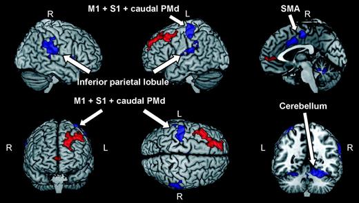 Brain areas showing higher BOLD response during trials containing button presses versus trials containing no button press (blue regions). Activations were thresholded at P < 0.001 (uncorrected) at the single-voxel level and at P < 0.05 (corrected) at the cluster level. Abbreviations: primary motor cortex (M1), dorsal premotor cortex (PMd), primary sensory cortex (S1), and supplementary motor area (SMA). Brain areas that in the main experiment exhibited higher level of BOLD response for human movements complying with the two-thirds power law are plotted in red for comparison purposes (see also Fig. 2).