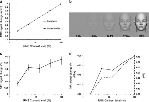 Responses to variations in facial contrast. (a) Hypotheses for changes in FFA activity due to variations in contrast level of face stimuli. The “contrast invariance” hypothesis is shown as a solid line. Alternatively, FFA responses might increase with increasing contrast, as in the V1 prediction (dashed line), based on grating stimuli (from Tootell et al. 1995). (b) Stimulus examples. (c) FFA activity to faces increases at progressively higher contrast (relative to the uniform gray baseline stimuli), similar to the V1 prediction based on gratings (dashed line in panel a). (d) Based on the face stimuli, the contrast gain response in FFA (solid line) was similar to that in V1 (dashed line). The contrast levels shown here are not exact due to lack of control over publication displays.