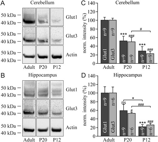 Detection of the GLUT1 and GLUT3 proteins by immunoblotting in the cerebellum (A) and hippocampus (B) at postnatal days 12 and 20 and in adult animals. Corresponding quantification of the 2 transporters in the cerebellum (C) and the hippocampus (D). Results were normalized to the individual protein levels of adult animals. Significant differences for GLUT1 are indicated by asterisks (*) and for GLUT3 by sharp symbols (#).