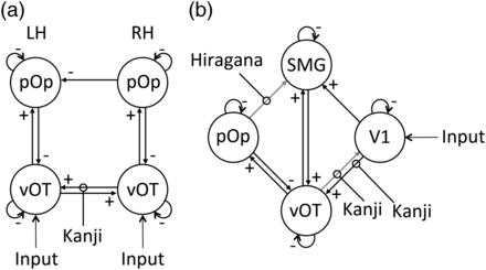 Illustration of the BMA results of the endogenous connectivity and the modulatory effects of script for the (a) bilateral model and (b) unilateral model. Significant endogenous connections are indicated by black arrows. A + or − sign indicating the relationship between regions. Significant modulatory connections are indicated by “lollipops.” A significant modulatory connection in the absence of a significant endogenous connection (denoted by a gray arrow with no + or − sign) suggests that the connection is highly specific to the modulation. LH = left hemisphere, RH = right hemisphere, vOT = ventral occipito-temporal cortex, pOp = pars opercularis.