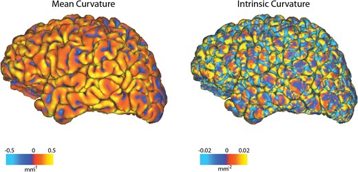 The mean and intrinsic curvature of the cerebral cortex quantified at a millimeter scale. Mean curvature reflects the extrinsic folds of sulci and gyri; however, the intrinsic curvature is of a much higher spatial frequency.