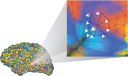 Illustration of Caret-derived intrinsic curvature which is calculated per vertex on the FreeSurfer-derived surface reconstruction. In the vertex illustrated, the associated surface normals are drawn. For the calculation of curvature at this vertex, the surface normal is taken as an average of these surrounding surface normals.
