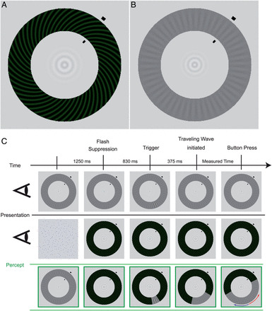 Stimuli and experimental procedure for the behavioral measurements (see Materials and Methods for a detailed description). (A) High-contrast spiral pattern (dominant stimulus). (B) Low-contrast radial pattern (target stimulus). Both stimuli are presented simultaneously to the separate eyes leading to a wave traveling along the annulus during perceptual switches. (C) While maintaining fixation on the small, central bull's-eye figure, participants monitored the perceptual wave that traveled along the shorter section between trigger location and arrival point (red arrow). The first 2 rows show the dissimilar images that are presented monocularly, while the green row at the bottom illustrates the resulting percept.