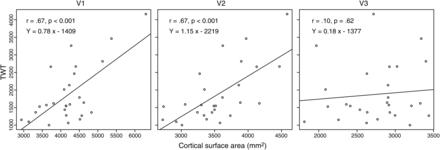 Correlation between behavioral measure and cortical surface of visual areas. Bivariate correlation analyses showed that cortical surface area of V1 and V2 predict behavioral variance in TWT; no relationship was found between TWT and cortical surface area of V3.