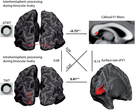 Relationships between inter- and intrahemispheric interactions during binocular rivalry. The figure provides an overview of the main findings in connection with the results of a previous study (Genç et al. 2011b). The interhemispheric delay of traveling binocular-rivalry waves (ΔTWT = interhemispheric TWT − intrahemispheric TWT) shows a specific relationship to properties of callosal fibers that connect the primary visual cortices of the 2 hemispheres (see horizontal line on top). In addition, intrahemispheric processing of these waves is strongly related to the surface size of V1 (see horizontal line on bottom). Interestingly, these structure–function relationships are highly specific and show much weaker and nonsignificant associations with each other in cross-correlation analyses (see diagonal lines). Therefore, the 2 behavioral features are stable within an individual, but independent of each other. This dissociation is probably due to the lack of dependence on the structural level (see vertical lines).