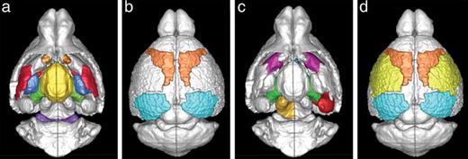 ROIs displaying significant changes in degree and local efficiency as the mice mature. (a) ROIs that demonstrated significantly higher degree in adult mice while (b) shows the ones with higher degree in younger mice. (c) ROIs that demonstrated significantly higher local efficiency in adult mice while (d) ROIs with higher local efficiency in younger mice. Note that, with maturation, the subcortical ROIs had higher degree and efficiency while, in cortical ROIs, reduced nodal features were observed.