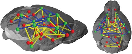 Connection-wise differences between the 2 groups. Blue edges indicate significantly higher connectivity in younger group and yellow edges indicate significantly higher connectivity in adult group. The cortical regions are indicated by green dots while subcortical regions are displayed with red dots. Significance is defined at P-value of <0.005 after permutation testing.