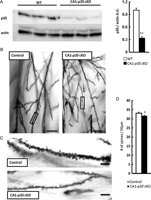 Reduction of dendritic spine density in hippocampal CA1 pyramidal neurons of CA1-p35 cKO mice. (A) Western blot analysis of hippocampal tissue from WT and CA1-p35 cKO mice for protein levels of p35 and actin. Reduced levels of p35 protein were observed in the hippocampus of CA1-p35 cKO compared with those in 4-week-old WT mice (n = 6, **P < 0.01). (B) Representative photographs of dendritic segments of hippocampal CA1 pyramidal neurons of p35 flox/flox (control) and CA1-p35 cKO mice. Scale bar, 50 μm. (C) Magnified images of areas indicated in B. Scale bar, 10 μm. (D) Reduced numbers of spines were observed in the CA1 pyramidal neurons of CA1-p35 cKO mice compared with those in control mice. *P < 0.05.