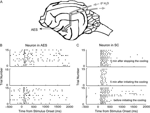 Cryogenic blockade of cortical activity induced via implanted cooling loops. Cartoon A shows a schematic of the brain and cooling loop placement. The cooling loop was inserted into the AES during surgery (denoted by the arrow). Detachable tubes were used to circulate refrigerated water through the previously implanted loop (normally closed/sealed) to deactivate adjacent cortical tissue during the course of a recording session. Raster plots B and C show 2 neurons’ visual responses recorded before (bottom row), during (intermediate), and after (top) cortical deactivation. In each raster panel, each dot represents one spike, and each line of dots represents the neuron's response to 1 trial exposure. Note that all visual responsiveness and spontaneous activity in the AES neuron (B) were extinguished during active cooling and visual responses in the SC neuron were diminished during cortical deactivation.