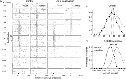 The impact of AES deactivation on visual and auditory RFs in an SC multisensory neuron. Shown in Panel A are the neuron's unisensory responses at different spatial locations during control (left columns) and AES deactivation (right columns) conditions. The bar underneath the lowest panels shows the stimulus presentation period (visual: dark; auditory: gray). Mean response magnitude per trial was measured in each spatial location and was normalized by the largest mean response detected in any spatial location. Plot B represents the unisensory auditory and visual receptive field alignment seen in SC without AES cooling (here, peak responsiveness offset by 12°). Plot C shows the impact of AES deactivation on SC receptive field alignment. In both plots B and C, the filled and unfilled circles represent the visual and auditory responses by location, respectively. The individual unisensory responses across the spatial range tested were fitted by a Gaussian representing the total response function (visual: solid; auditory: dashed). The vertical dash lines represents the RF centers (as measured from the Gaussian curves) and the number between the 2 lines represents the degrees of offset between the unisensory peaks.